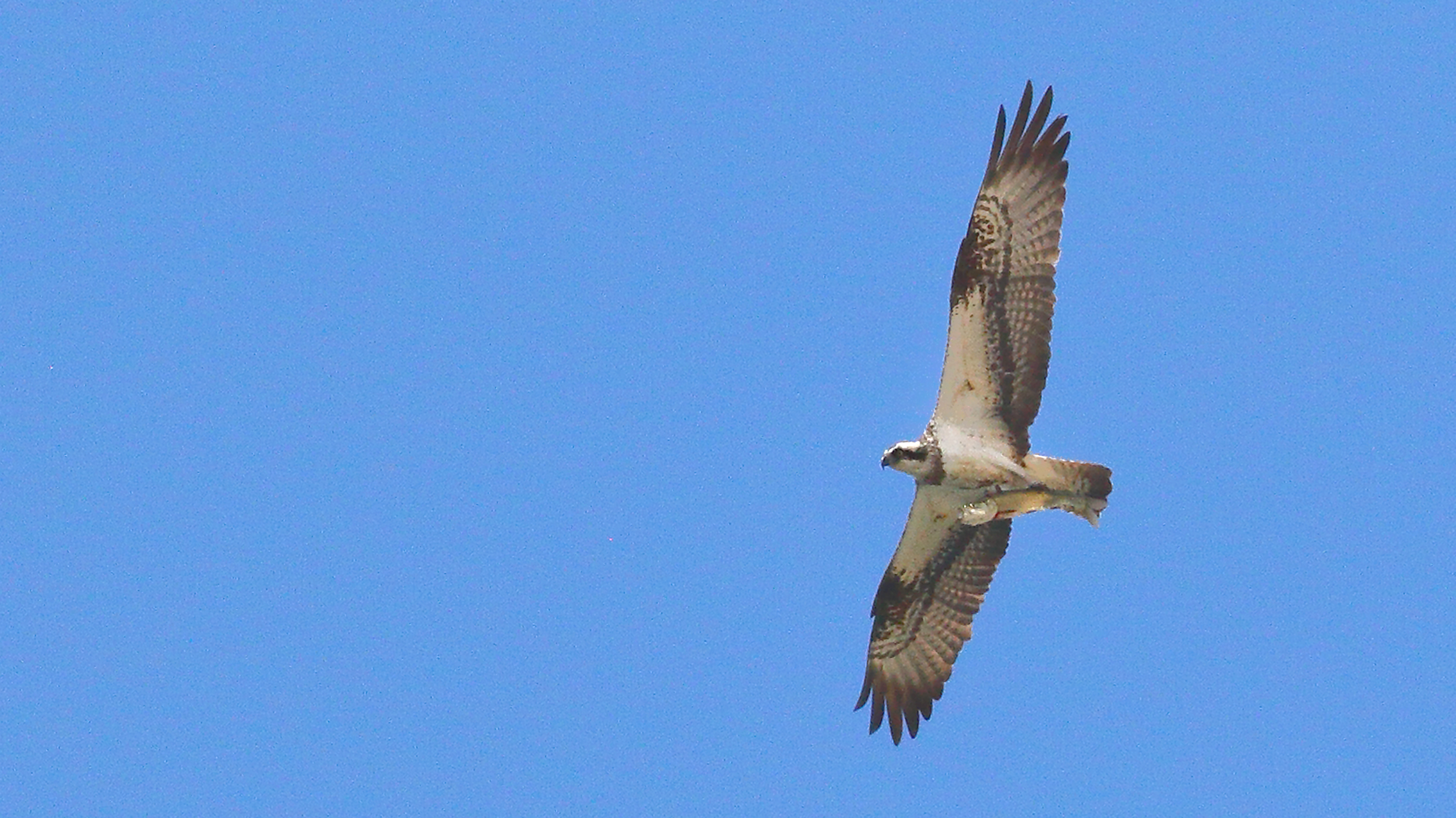 Osprey